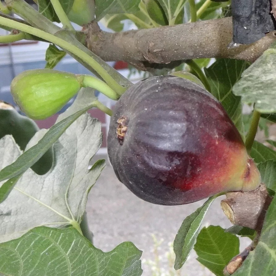 Fresh Petite Negri Fig Cuttings, 2 Cuttings, Dwarf Fig Tree, Ficus carica, Ideal for Zones 8 to 10