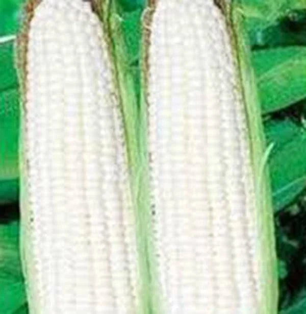White Corn Seeds, Stowell's Evergreen Heirloom, 20+ Seeds, Delicious Sweet Variety, Zea mays