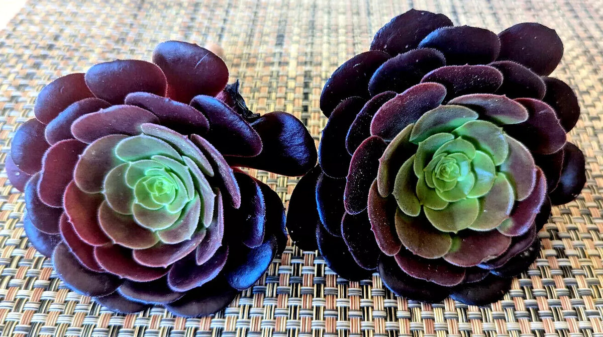 AEONIUM "BLACK ROSE" Cuttings - 2" Diameter - Succulent Plant Cuttings for Gardening and Propagation