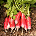French Breakfast Radish Seeds | Red Pink White Long Radishes | Raphanus sativus | Heirloom Vegetable Garden Seeds 2025