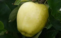 Yellow Transparent Apple Seeds - 25+ Pack for Garden Planting - Malus domestica - USA Shipping