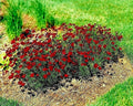 Dwarf Red Plains Coreopsis Seeds - 2000+ Native Wildflower, Drought Tolerant, Heat Resistant, Attracts Pollinators