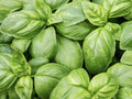 Italian Sweet Basil Herb Seeds - 200 Non-GMO Organic Edible Seeds for Garden - Ocimum basilicum