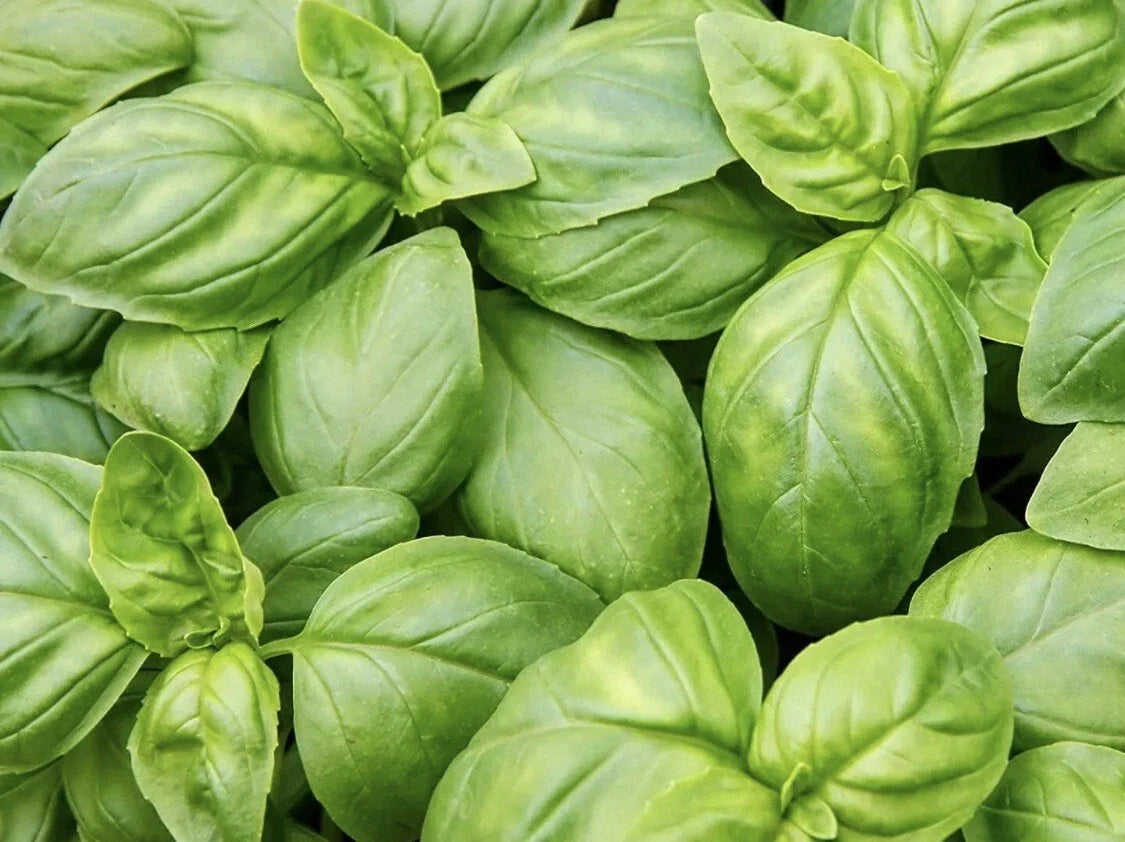 Italian Sweet Basil Herb Seeds - 200 Non-GMO Organic Edible Seeds for Garden - Ocimum basilicum