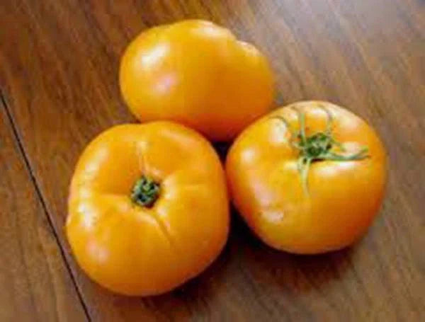 Tomato Seeds, 500 Count, Jubilee Heirloom, Non-GMO, Vegetable Seeds, Solanum lycopersicum
