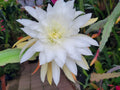 Epiphyllum Plant in 4 Inch Pot | Jinzaburo Matsumiya | Large Flowers | Epicactus