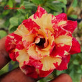 Cinderella Desert Rose Adenium Obesum Small Rooted Seedling Plant 4-6 Inches - Unique Colorful Blooms