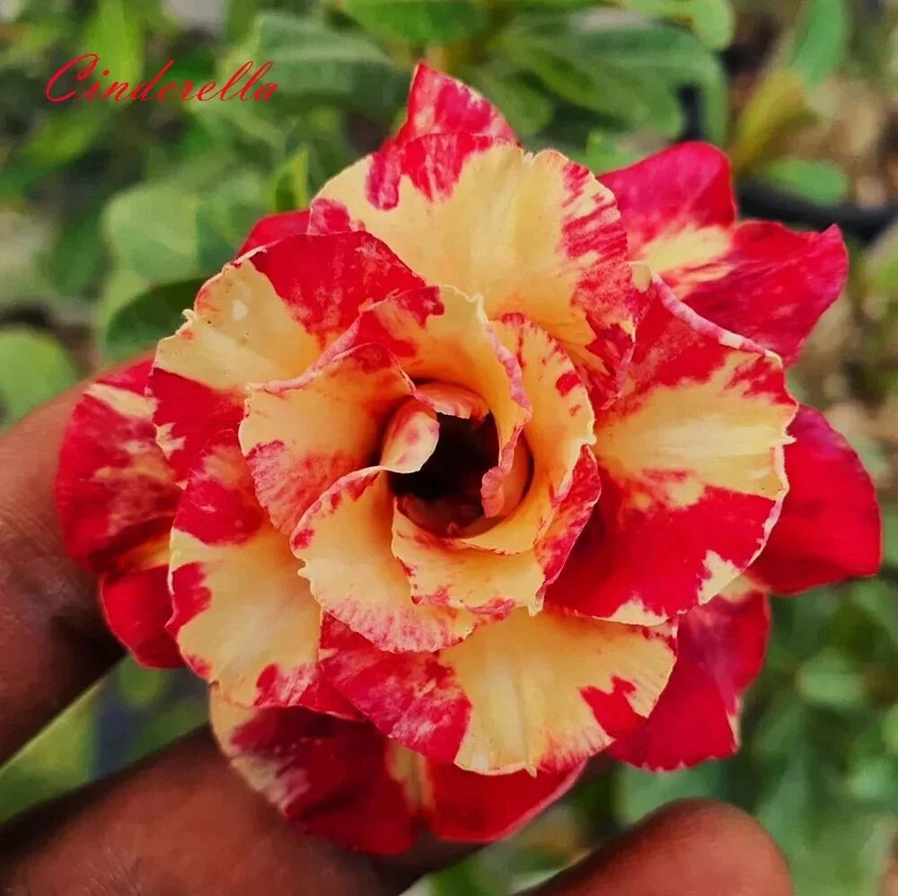 Cinderella Desert Rose Adenium Obesum Small Rooted Seedling Plant 4-6 Inches - Unique Colorful Blooms