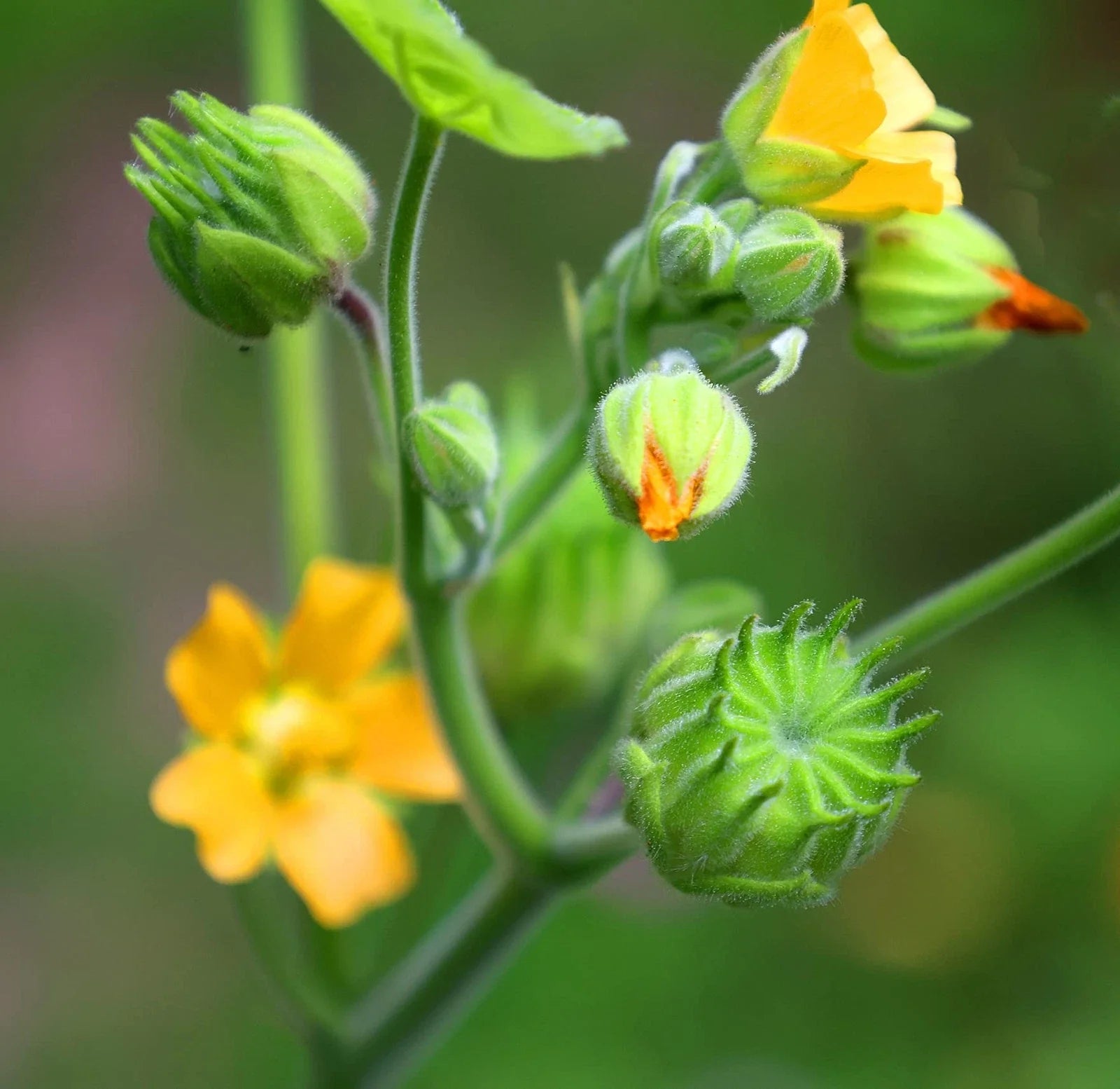 Velvetleaf Plant Seeds - 50 Seeds - Abutilon th - Button Bush Plant - Easy to Grow, Garden Flower Seeds