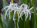 Set of 5 Rooted White Spider Crinum Lilies, Bulk Bundle Lot - Crinum amoenum Starter Plants