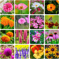 Perennial Wildflower Seeds Mix - 16 Assorted Varieties - 10000+ Seeds - Ideal for Gardens and Pollinator Habitats