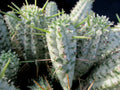Euphorbia Mammillaris Variegated Cuttings - Indian Corn Cob Cactus Succulents - 2 Pieces for Planting or Propagation