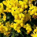 Bird's Foot Trefoil Seeds 200+ Lotus Corniculatus Perennial Wildflower Seeds USA Free Shipping
