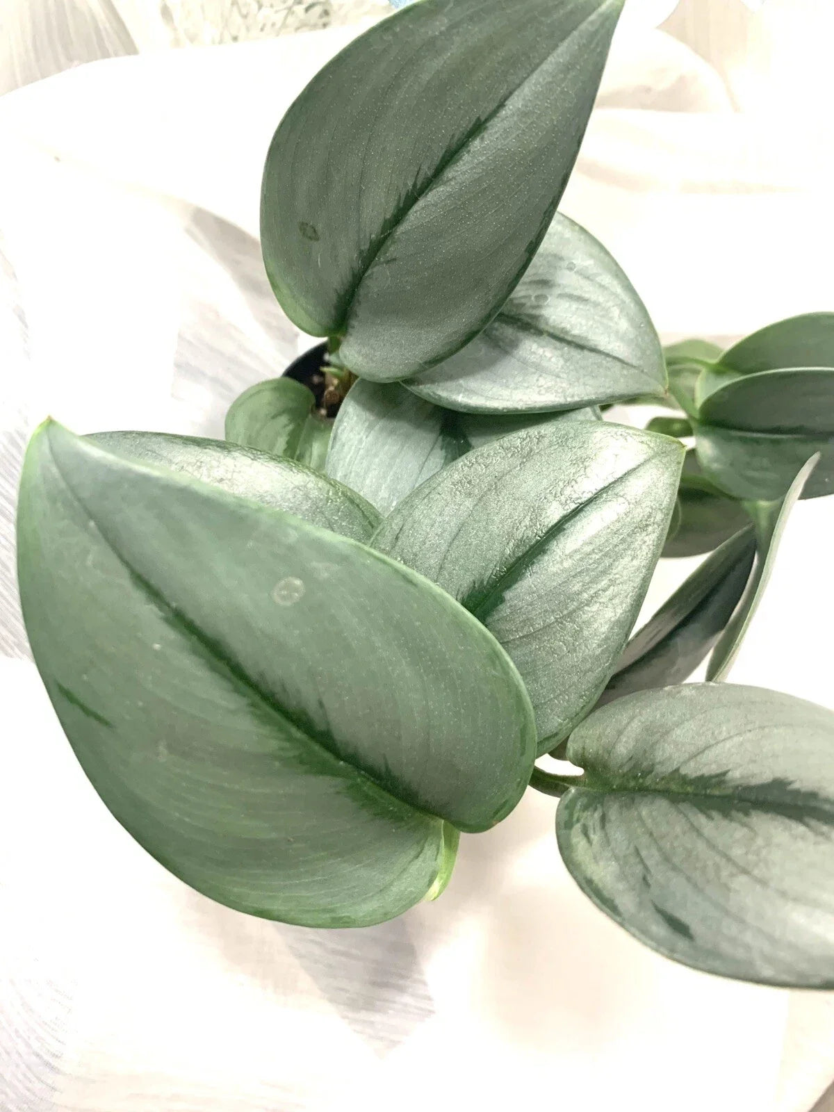 Scindapsus treubii 'Moonlight' Plant - Rooted Starter Cutting - Easy Care Indoor Houseplant
