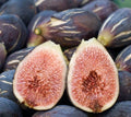 Fresh Cut Fig Plant Cuttings - LSU Purple - Ficus carica - THREE Healthy Live Cuttings