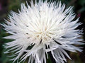 Bachelor Button Seeds - Tall White - 1000 Seeds - Beautiful Bright Blooms - Centaurea cyanus