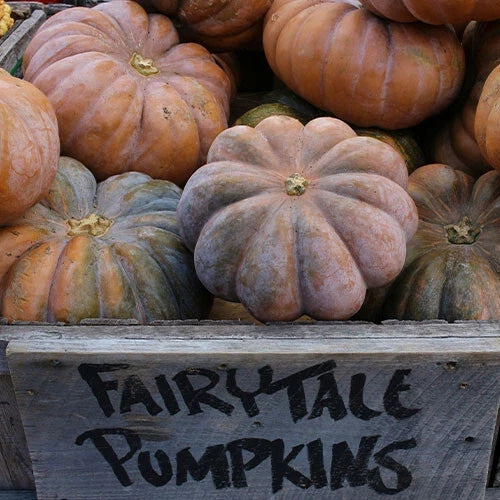 Fairytale Pumpkin Seeds - 25+ Pack for Garden Planting - Cucurbita pepo - USA