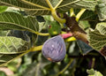 Black Madeira Fig Cuttings - 2 Premium Cuttings - Ficus carica