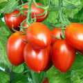 Roma Tomato Seeds | Italian Plum Variety | Amish Paste & San Marzano | Heirloom Vegetable Seed 2024