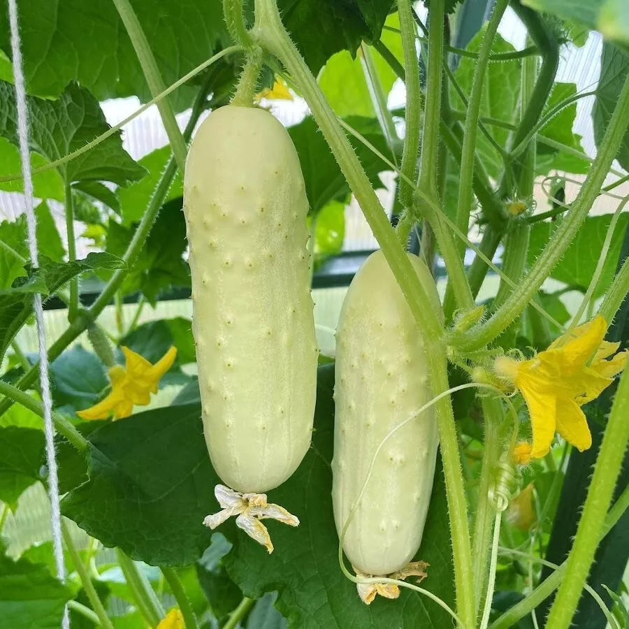 White Wonder Cucumber Seeds - 100+ Heirloom Organic Non-GMO - Rare Variety - Cucumis sativus