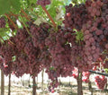Grape Vine Seeds 12 Pack - Red Sweet Fruit Vitis vinifera Ready to Germinate 2024