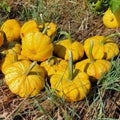 Sunrise Pumpkin Seeds for Planting 10 Seeds - Exotic Hard to Find Pumpkin (Cucurbita pepo)