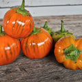 Turkish Orange Eggplant Seeds - 25+ Heirloom Organic Non-GMO Seeds - Solanum melongena