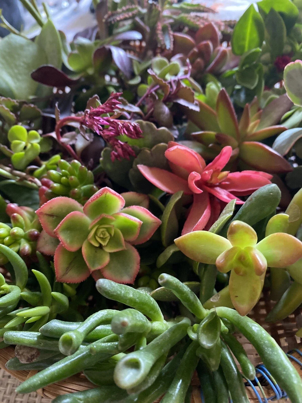 Fresh Succulent Cuttings Assortment - 5 Unique Varieties + 1 Free Cutting, Ideal for Plant Lovers and DIY Projects