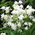 Columbine Seeds - 100 Non-GMO Crystal Star White Perennial for Pollinators - Aquilegia caerulea