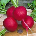 Radish Seeds, 1000+ Heirloom Non-GMO Champion Variety, Perfect for Gardens, Raphanus sativus