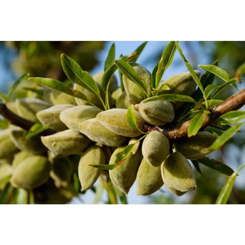 All-In-One Almond Tree 3 Ft. Bare Root Self Pollinating Heavy Producing (Prunus dulcis)