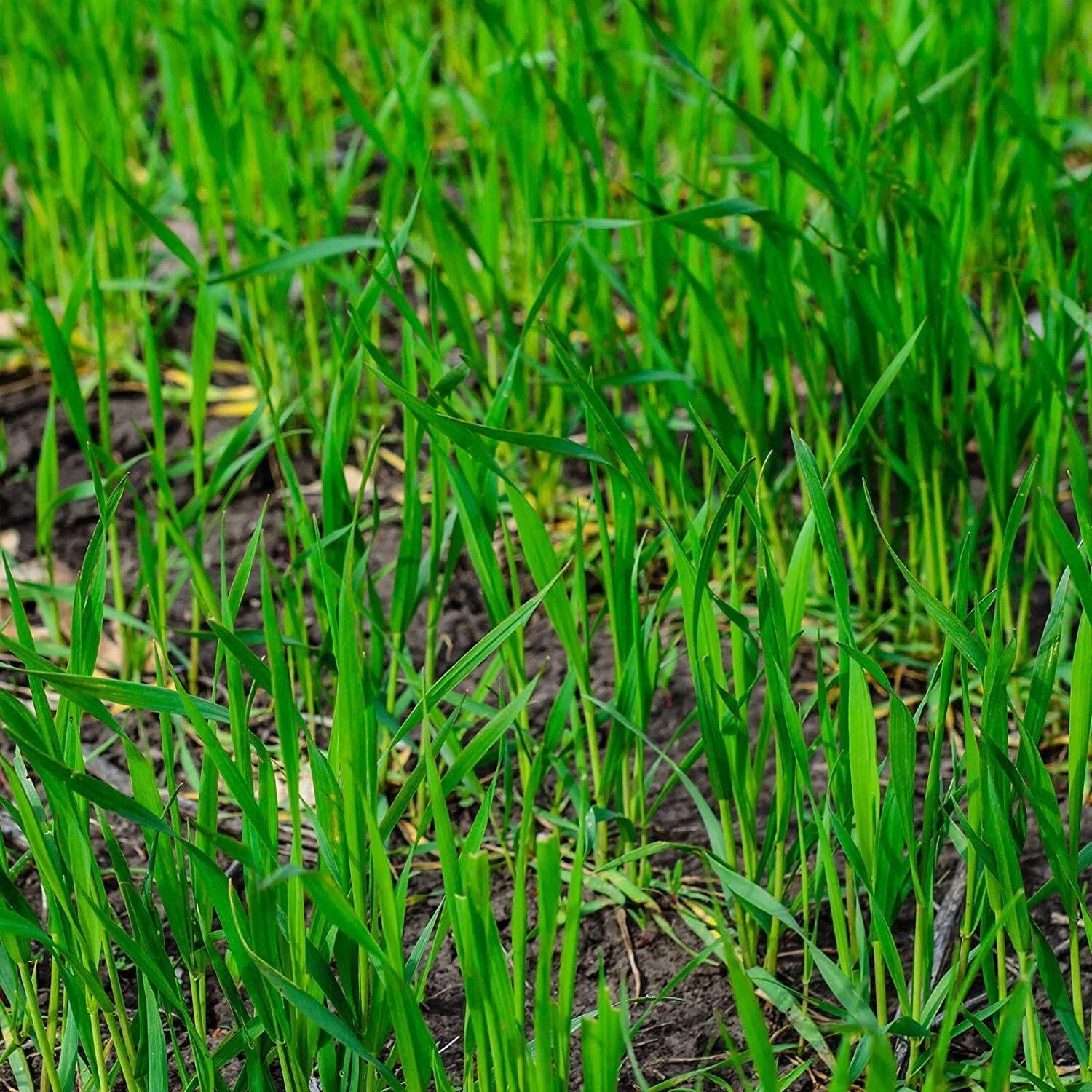 5LBS Winter Rye Seed Cover Crop for Food Plot, Deer & Wildlife Habitat, Secale cereale