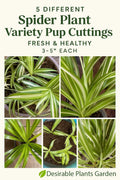Spider Plant Cuttings - 5 Varieties - Fresh & Healthy - Chlorophytum comosum - 3–5” Each