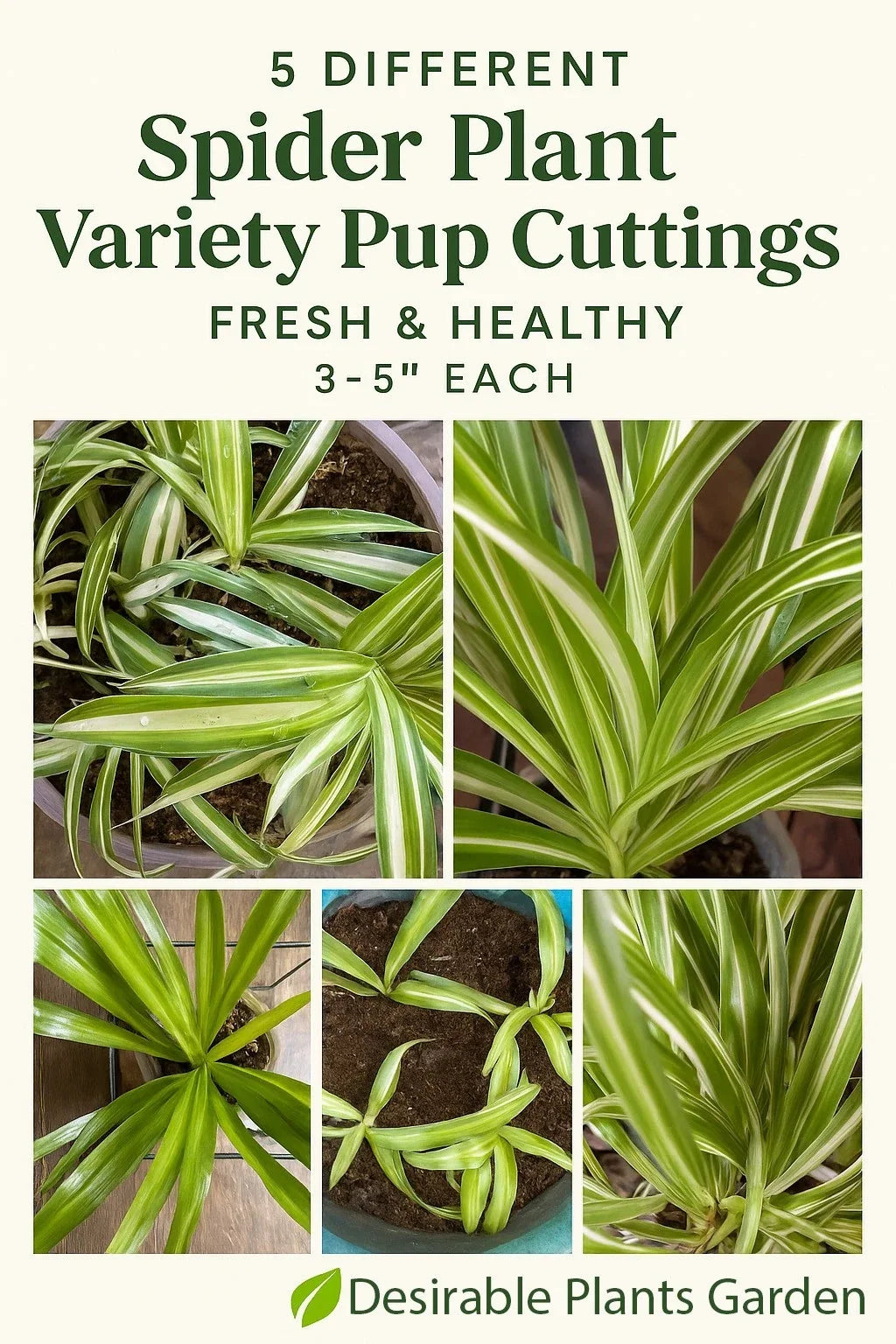 Spider Plant Cuttings - 5 Varieties - Fresh & Healthy - Chlorophytum comosum - 3–5” Each