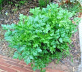 Organic Italian Flat Leaf Parsley Seeds - 300+ Count - Culinary Herb for Garden Containers - Petroselinum crispum