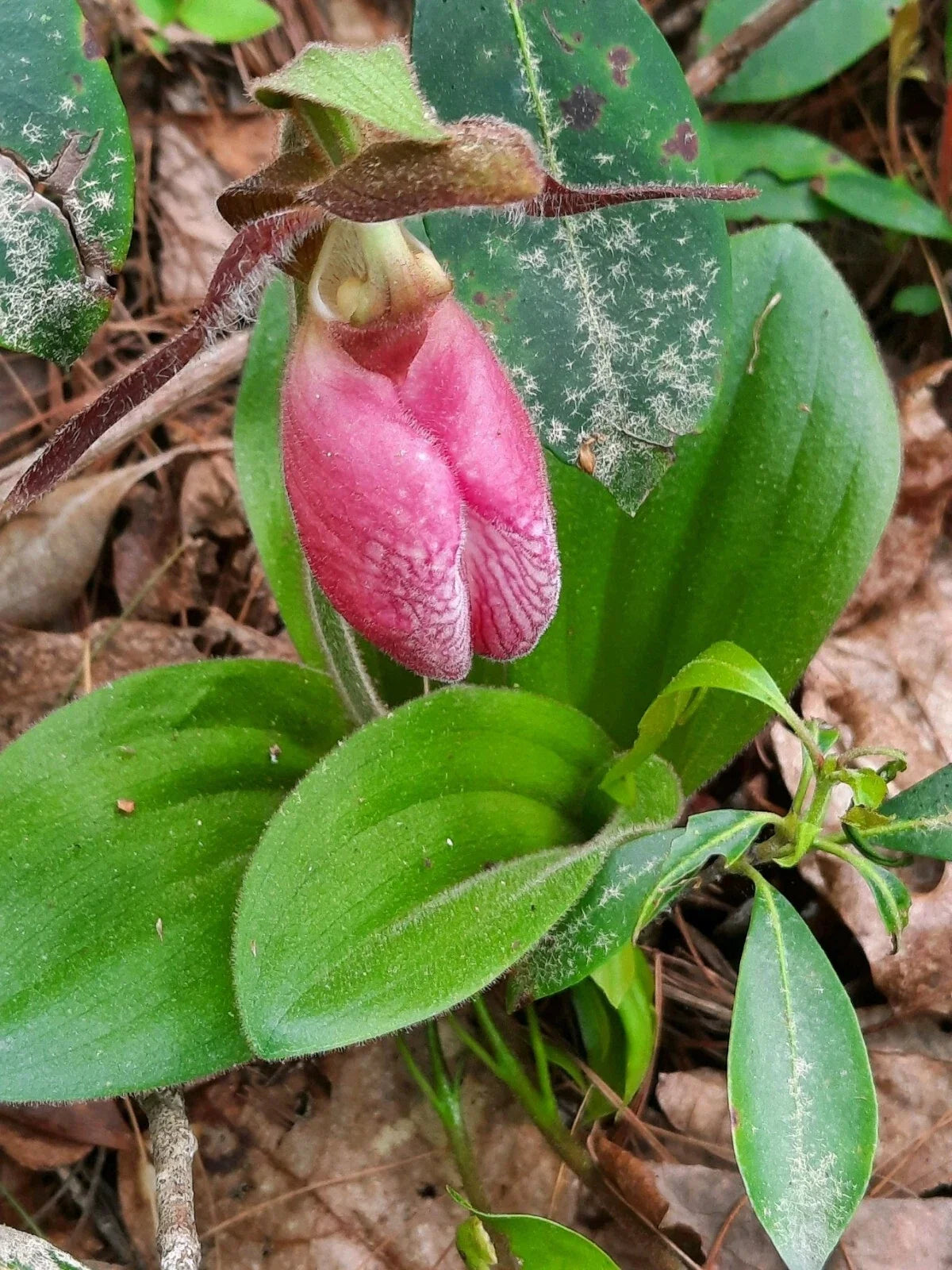 Pink Lady's Slipper Bare Root Plants, Cypripedium Acaule, Mature Variety, Perfect for Gardens and Landscaping