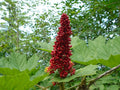 Devil's Club Live Root for Planting, Alaska Wild Harvested, Oplopanax horridus, Herbal Medicinal Plant
