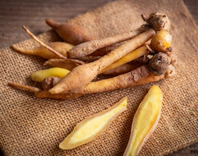 Finger Root Starter Plant 4-6 inches - Live Ginger Plant - Boesenbergia rotunda