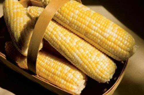 Sweet Corn Seed - Catalyst XR Variety - Fresh Seed - Zea mays