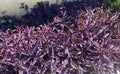 4"-8" Purple Wandering Tradescantia Pallida Purpurea Live Plants - 15 Cuttings, Vibrant Purple Foliage, Easy to Grow
