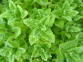 Peppermint Seeds 500 Count Non-GMO Mentha × piperita Organic Herb Gardening