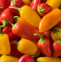 Hot Pepper Seeds - Sante Fe Grande - 50 Non-GMO Seeds - 5000 Scoville Units - Perfect for Spicy Dishes and Gardening