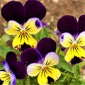 Johnny Jump Up Seeds - 200+ Non-GMO Flower Seeds - Viola tricolor - Perfect for Gardens and Containers