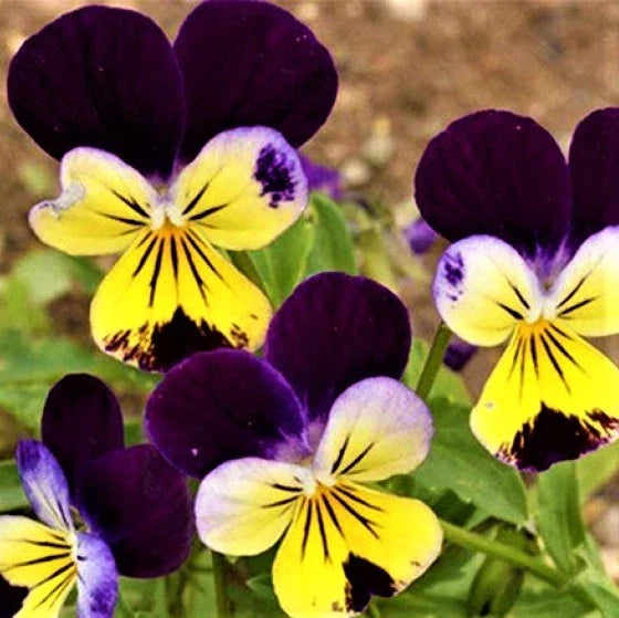 Johnny Jump Up Seeds - 200+ Non-GMO Flower Seeds - Viola tricolor - Perfect for Gardens and Containers