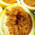 Sweet Granadilla 10 Seeds - Yellow Passion Fruit Climber Vine - Passiflora ligularis