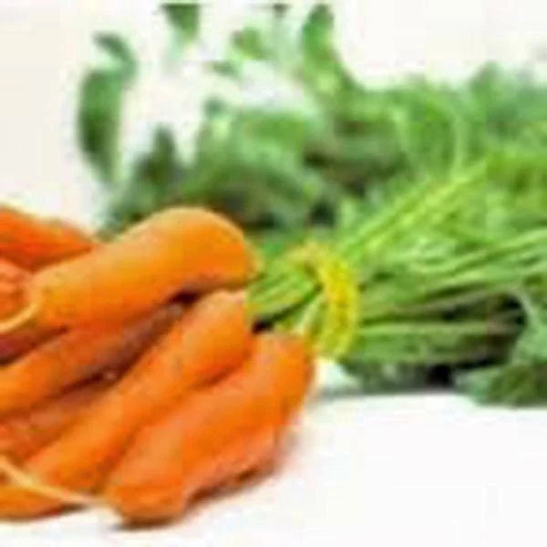 Little Fingers Carrot Seeds, Non-GMO, 100+ Seeds, Daucus carota
