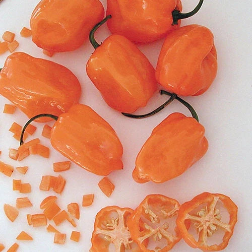Orange Habanero Pepper Seeds | Heirloom Non-GMO | Hot Pepper Variety | Capsicum chinense