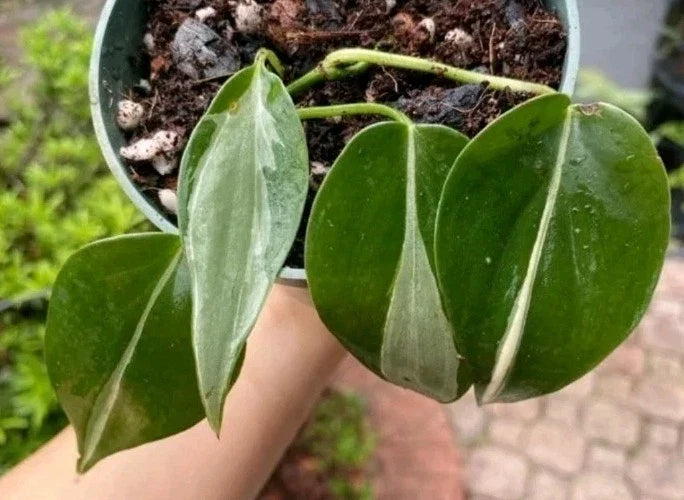 Philodendron RIO Cuttings 3-Pack with Bonus Plant Care Guide - Philodendron hederaceum