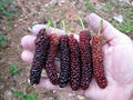 Pakistan Long Mulberry Tree - Live Plant - Morus Macroura - Hardy Fruit Tree for Gardens and Landscapes