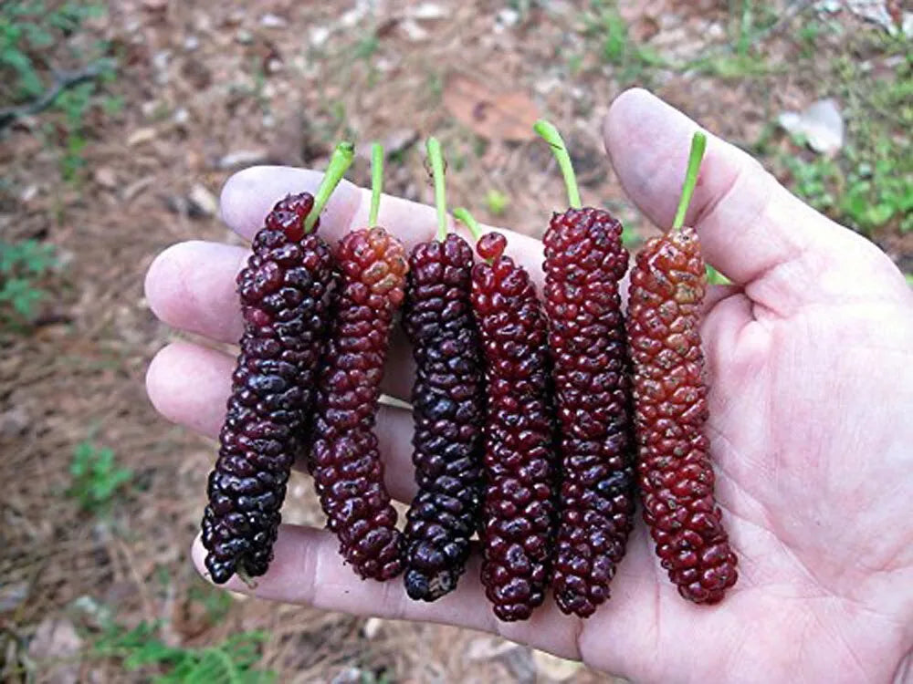 Pakistan Long Mulberry Tree - Live Plant - Morus Macroura - Hardy Fruit Tree for Gardens and Landscapes